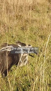 10K views · 366 reactions | A FIRST FOR ARGENTINA!  Every season...