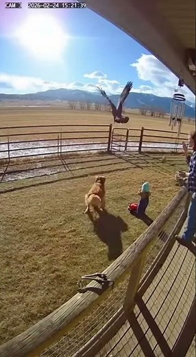 Golden Eagle Attacks Toddler – Dog Saves the Day! 🦅🐕 Wildlife Danger #viral