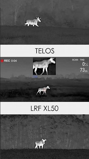Every detail of moose captured through thermal? Leave it to Pulsar Telos LRF XL50. #pulsarvision