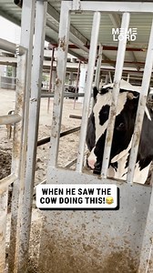 252K views · 702 reactions | This cow has a strange way of having fun...  | Meme Lord | Facebook