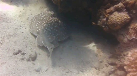 Torpedo Rays: Did you know? The torpedo ray’s name comes from the Latin “torpere,” meaning “to be stiffened or paralyzed,” reflecting the effect they have on those who encounter their electric shock. They’ve been known since antiquity, and the ancient Greeks even used them for pain relief! #ElectricRay #TorpedoRay #MarineLife #OceanMysteries #underwaterworld #viralvideoシ #underwaterphotography #scuba #sea #uwphotography #oceanconservation #stingray #redsea | Red Sea Diving