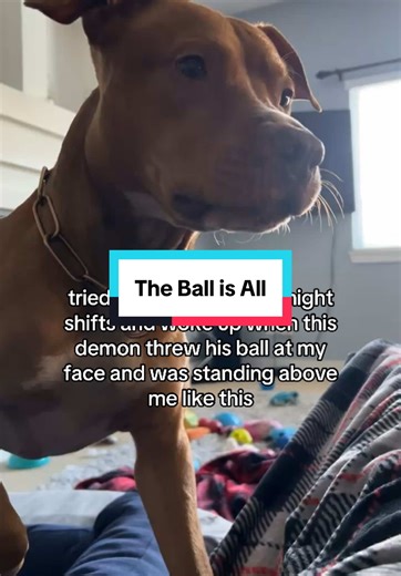 Hilarious Dog Wakes Owner with Ball Game
