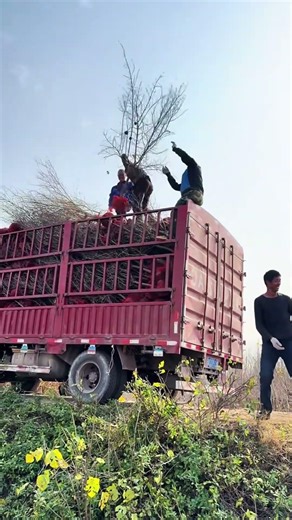 Plant Root Ball Handling and Truck Loading Process