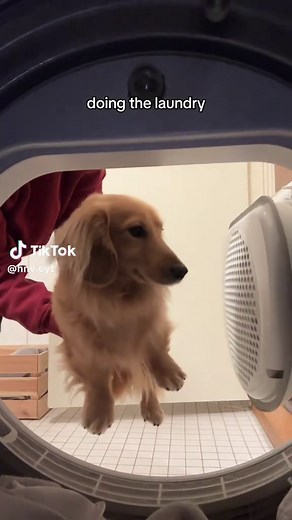 Cute Puppy Dancing to Music: Adorable Pet Moments