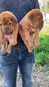 29 reactions · 6 comments | French mastiff puppies available on order. Call 9800043052 for details b | The PET Shoppe Siliguri | Facebook
