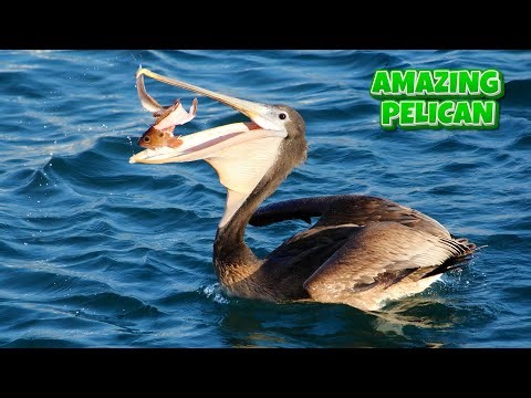 🐦Pelican Facts for Kids | Amazing Bird with a Giant Beak! 🌊