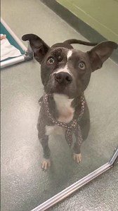 Those eyes 🥺🙏 Please help Stewey find a home.