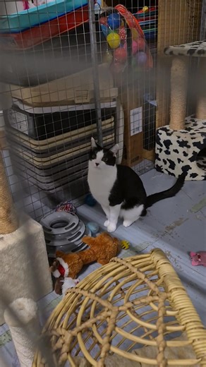 Oops | 2nd Chance Cat Rescue