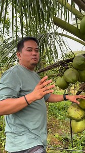 🌴🥥 Dwarf Coconut (Tacunan Variety) is now available! 🌱✨ Upgrade your farm with this high-quality dwarf coconut variety known for early bearing, high yield, and easy maintenance 🌞🌾. The Tacunan variety grows at a manageable height, making harvesting safer and more convenient 🪜👌—perfect for both backyard planting and large-scale commercial farms 🚜🌍. This variety is ideal for growers looking for a reliable, productive, and profitable coconut investment 💰🌴. Don’t miss the chance to plant 