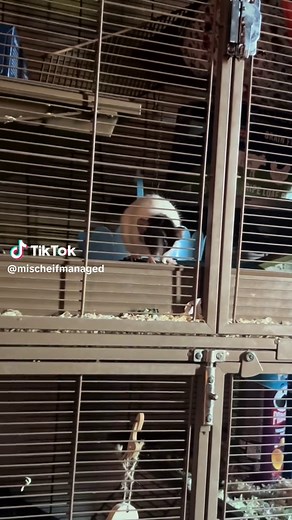 Understanding Rat Care for Beginners