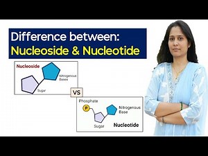 Difference between Nucleoside and Nucleotide | Nucleoside and Nucleotide | Structure of DNA