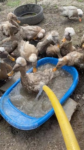 Fancy Duck Spa Day! ✨🌊 #shorts