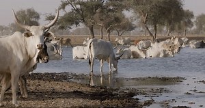 clip-3442159715-fulani-cattle-walking-into-polluted-senegal-river