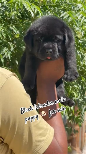 Black Labrador Male Puppy for Sale 🐾 | Pure Breed Lab Puppy Available 💖#shorts #labrador #puppy