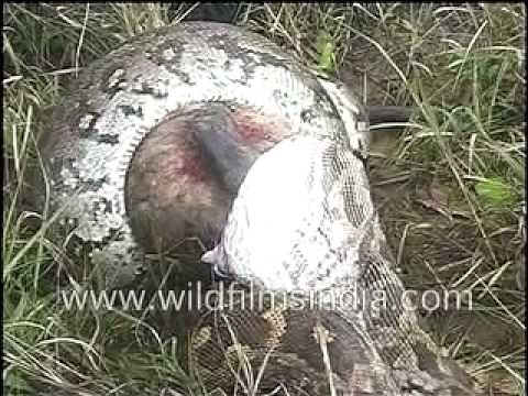 Python eating Langoor!