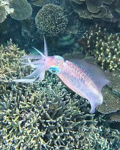 11K views · 298 reactions | Watch this beautiful creature changing its colour and moving its tentacles over and over again! Video by Jacinta Shackleton https://www.instagram.com/jacintashackleton/ | Diving Specials | Facebook