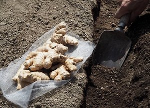【動画解説付き】ショウガ（生姜）の植え付け時期と方法｜最適な株間や植える深さなどのコツを知ろう | AGRI PICK