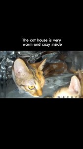 6.9M views · 192K reactions | This winter, give them warmth, safety,...