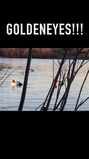 131K views · 1.9K reactions | Goldeneyes in the decoys! | Old Hat Outdoors | Facebook
