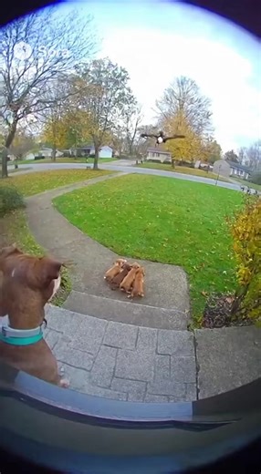 Dog saves her puppies from eagle attack (caught on doorbell camera) #doghero #dogsavespuppies #eagleattack #animalrescue | Beauty animals
