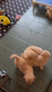 6.7K views · 328 reactions | The Risque x Teague babies have graduated to the big pen!! They love it!  | Bearabella Golden Retrievers | Facebook