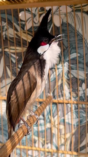 Kỹ thuật luyện chim chào mào hót hay