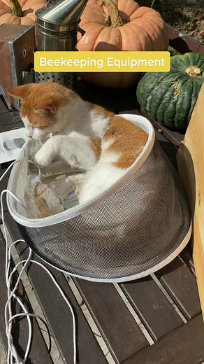 Essential Beekeeping Equipment for Backyard Beekeepers