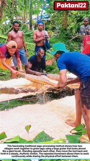 Traditional Sago Processing Takes Incredible Teamwork #farmlife #traditional #rurallife #villagelife
