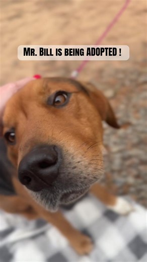 Adopt a Foster Dog: Transform Their Life Today