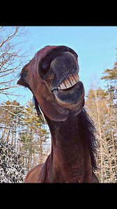 Why the long face? (A little horse joke!) #smalleststallion #funnyface | Einstein the Smallest Stallion