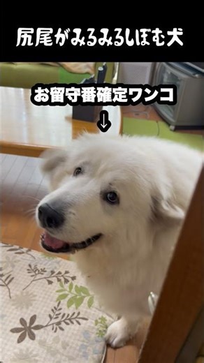 尻尾がみるみるしぼむ愛犬 #greatpyrenees #大型犬のいる生活 #大型犬 #大型犬と暮らす #グレートピレニーズ #ゴールデンレトリバー #愛犬