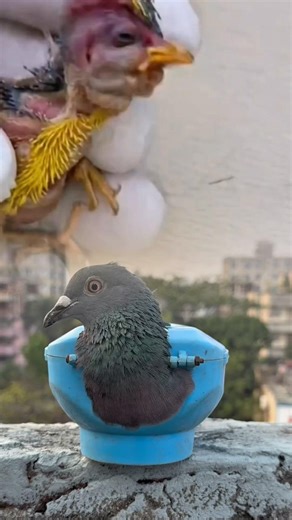 The baby bird is attacked by a bot fly, see, friends, the doctor shows it. #birds #botfly