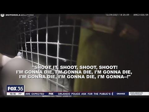 Body camera shows deputies respond to Florida zoo after tiger attacks man
