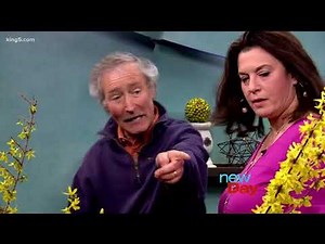 Learn to prune Forsythia with Ciscoe - New Day Northwest