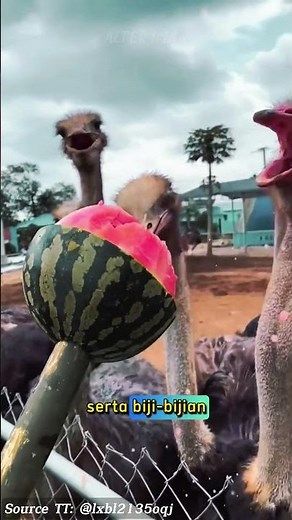 Mengapa Burung Unta Memakan Batu