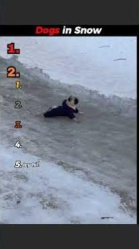 #funny #dogs #memes Funniest Dogs in the snow moments😂