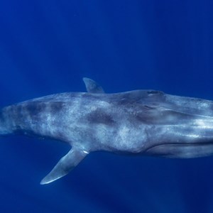 TheOrcSurgeon - Twitch