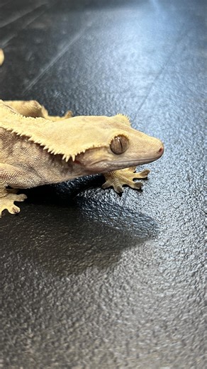 37 reactions | Check out this extreme harlequin crested gecko at the @flawlesscrestedgeckos here at the @nationalreptilebreedersexpo in Daytona Beach, FL! #usark #usarkofficial #crestedgecko #extreme #wow #gecko #becomeamember #strongertogether #jointoday #strengthinnumbers #explore #follow #fyp | USARK - United States Association of Reptile Keepers | Facebook