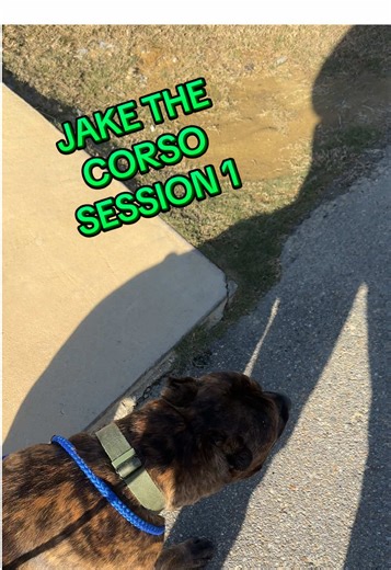 Super excited to start training Jake in our Freedom Obedience Program. Once a week I will be spending some time working with Jake, and then his Dad and will be leaving them homework for the week. Pet parents get philosophy, a tailored program showing the phases, skills, all the tools and a weekly worksheet showing up they did this week and assignments and reminders for their daily trainings. Can’t wait to see Jake off leash out in the world with his Dad. #canecorso #dogtraining #obediencetrainin