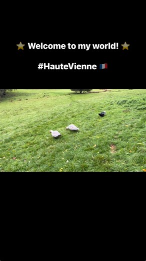 12 reactions |  Autumn in rural France means muddy boots, misty mornings, and happy animals 閭While the weather may be grey, the charm never fades. Living and working here reminds me every day why people fall in love with the French countryside — it’s peaceful, authentic, and full of life. #FrenchCountryside #LifeInFrance #EstateAgentFrance #RuralLiving #AutumnDays" | Cheryl Cruwys - Leggett Agent, Limousin | Facebook