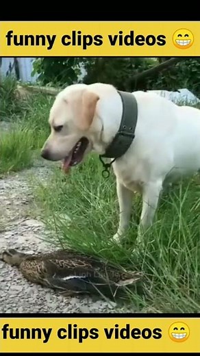 the neeraj#shortsvideo #funnymemes #funny 😂#shorts