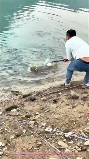 Landing a 25kg Bighead Carp with a Net