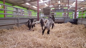 Our lambs are so excited to meet you today! Bottle feeding of these bouncy bundles takes place twice daily 🐑 | Cotswold Farm Park