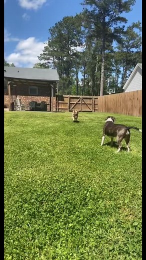 Jessica Ricks on TikTok