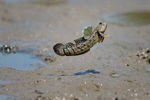 Mudskipper