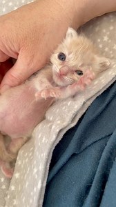 Watch ‘til the end to see Smalls, the tiniest kitten we posted in April — just 1.8 oz when he arrived! 💔 4 weeks old tomorrow and 9.6 oz, he’s still small for his age but beating the odds every day. 💪💙Most kittens are born ~3 oz and gain about 3 oz per week. We say:1 month = 1 lb — Smalls is getting there! #SmallsTheKitten #TinyButMighty #FosterReel #JulietsHouse #KittenSeason #From1ozTo1lb | Juliet's House Animal Rescue