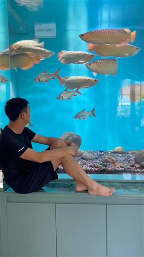 Watching arowana 😍