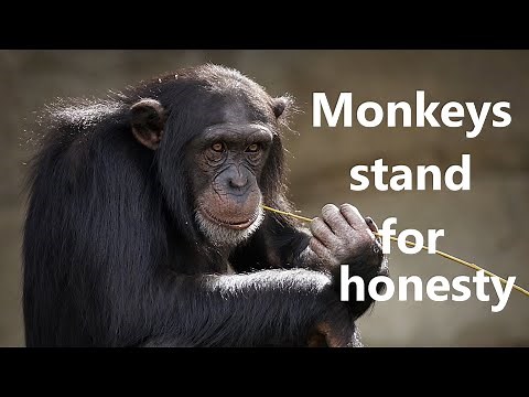 Simon & Garfunkel At the zoo (with lyrics)