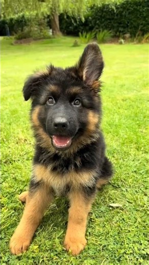 German Shepherd – The Ultimate Dog