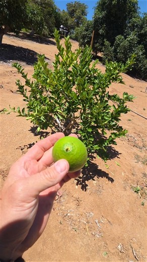 Is your lime tree hiding this painful mistake? 🍋 #Shorts #GardeningTips #Citrus